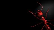 Phase IV (1974) (Image via Amazon Prime Video)